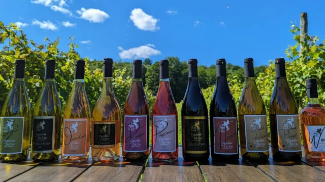 vignoble_le_di_vin